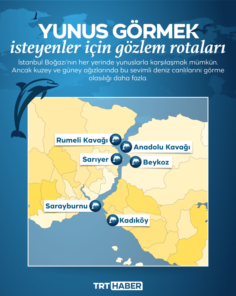İstanbul Boğazı’ndaki yunusları ne kadar tanıyoruz?